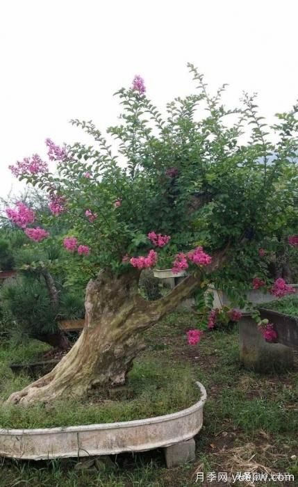 春季繁殖花卉苗木有哪幾種方法，如何來做你知道嗎？(圖9)