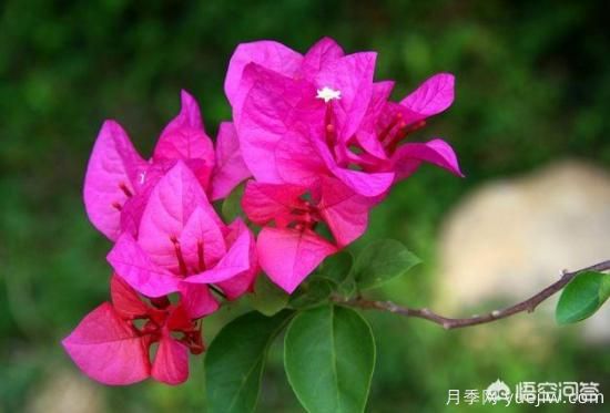 春季繁殖花卉苗木有哪幾種方法，如何來做你知道嗎？(圖1)