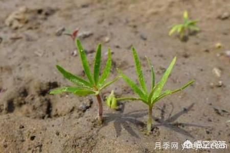 春季繁殖花卉苗木有哪幾種方法，如何來做你知道嗎？(圖2)