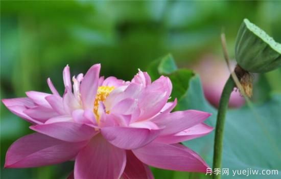 整理關(guān)于描寫荷花的詩(shī)句 贊美荷花的作文介紹(圖3)