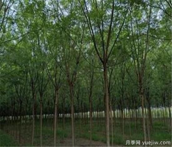 國(guó)槐灰斑病用什么殺菌劑效果好(圖1)