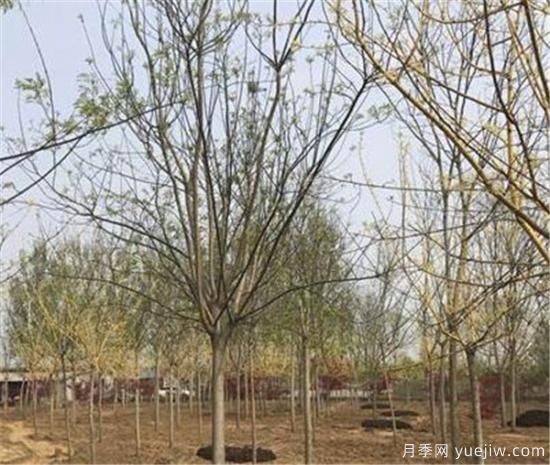 國(guó)槐灰斑病用什么殺菌劑效果好(圖2)