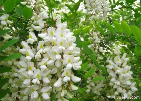 槐花是國槐開的花嗎？能不能吃？(圖1)