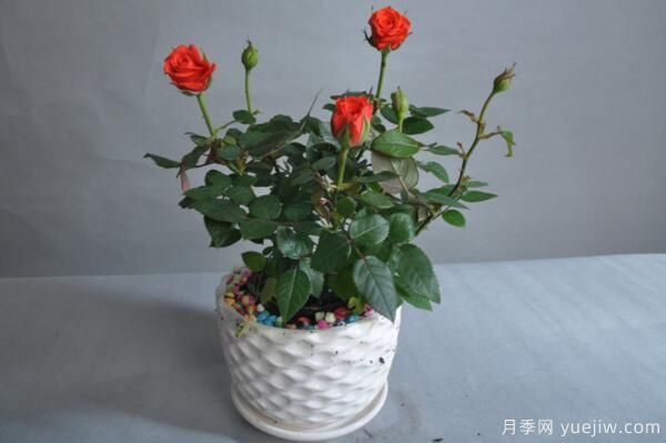 月季花品類大全，月季花的5大品種(圖6)