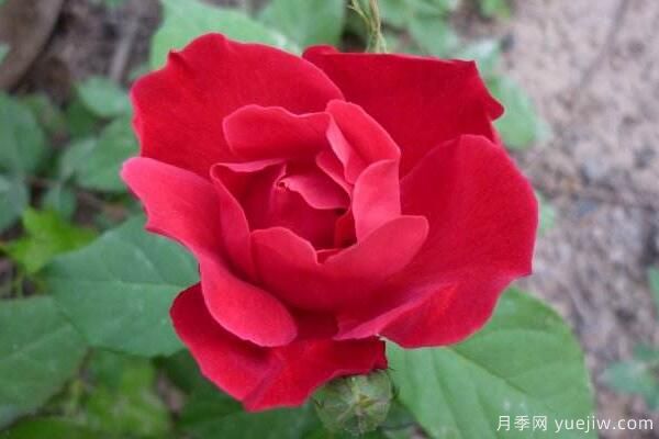 粉色薔薇花的花語，以及薔薇花花語大全(圖3)