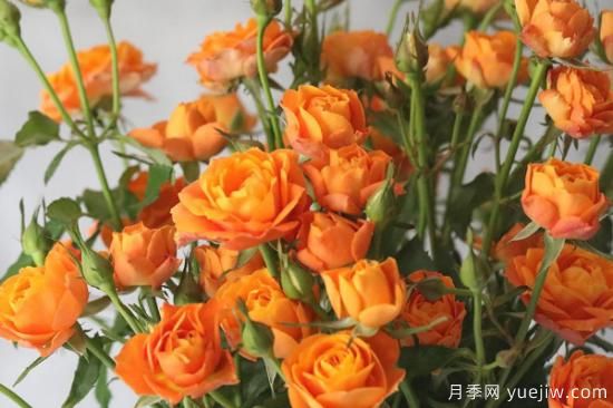 果汁陽臺(tái)玫瑰的養(yǎng)殖方法和注意事項(xiàng)(圖1)