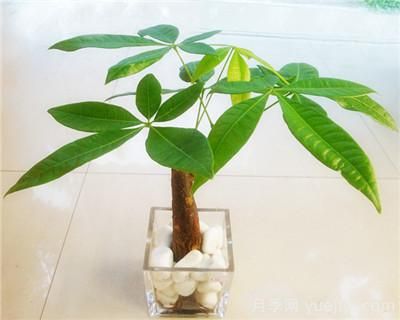 水培發(fā)財樹怎么養(yǎng)，發(fā)財樹水培技術(shù)要點(圖1)