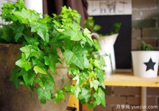 常春藤有哪些常見品種？常春藤品種圖片大全(圖1)