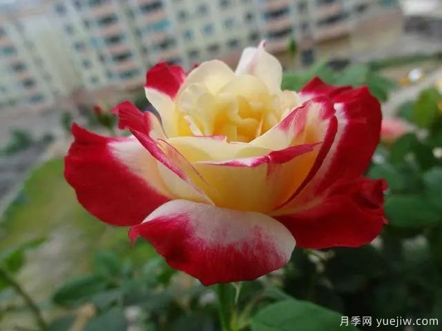 推薦3種月季，耐冷耐熱花期長花量大抗病能力強(圖3)