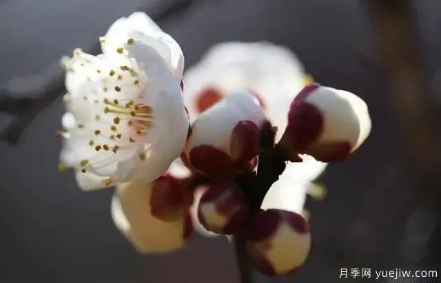 秋天不能修剪的七種花卉，容易剪掉花芽不開花！(圖4)