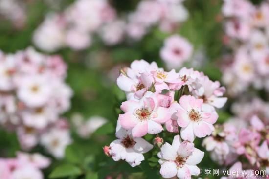 什么樣的月季比較耐陰？教你最基本的選擇技巧(圖9)