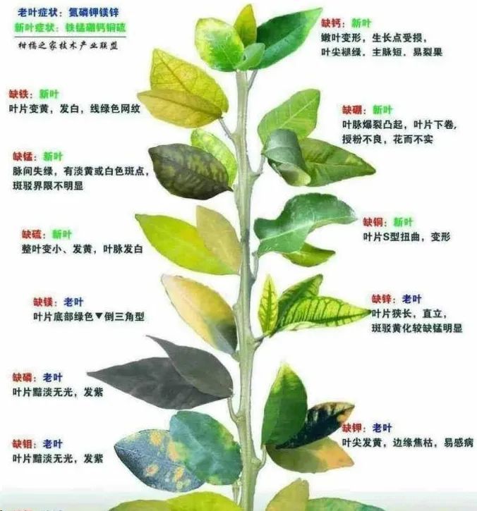 秋季月季不斷黃葉，打藥不管用，怎么辦？(圖1)