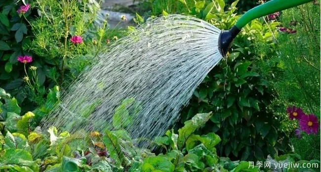 如何給園林植物澆水更合理？灌木喬木花境各有方法(圖1)