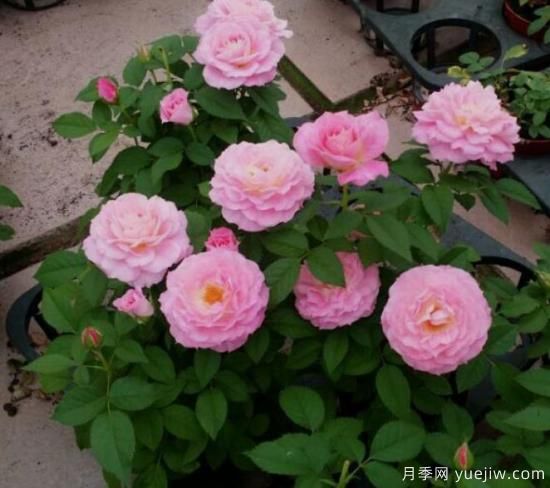 適合新手的3種微型陽臺月季，皮實(shí)好養(yǎng)顏值高(圖2)
