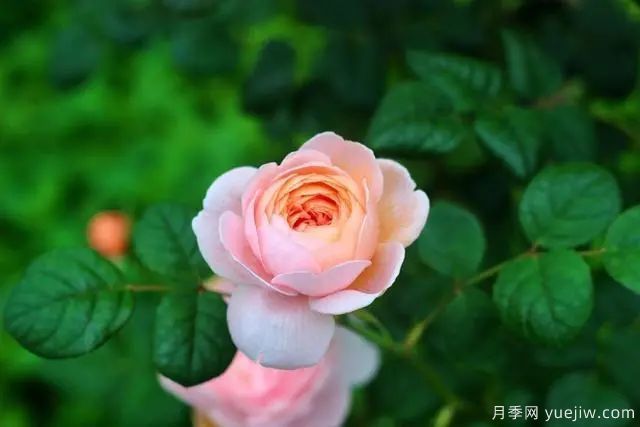 瑞典女王莫奈，懶人養(yǎng)月季花為什么要選它們(圖1)