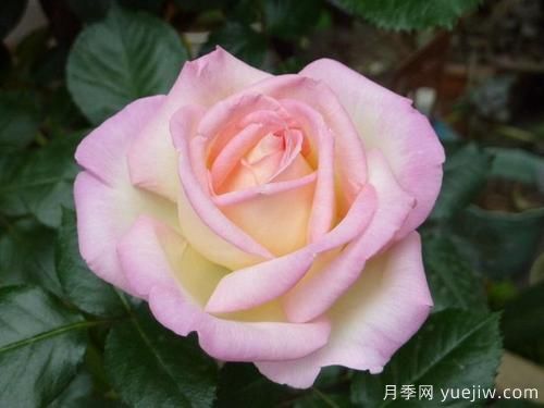 大花香水月季的養(yǎng)護方法，分享10種花香飄滿屋(圖2)