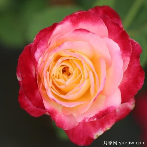 大花香水月季的養(yǎng)護方法，分享10種花香飄滿屋(圖5)