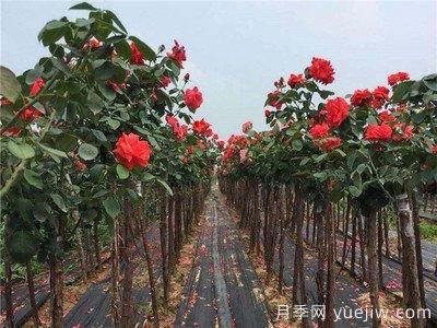 月季樹爛根，怎么治？(圖1)