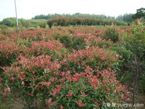 南陽紅葉石楠基地的雜草去除技術方法(圖1)