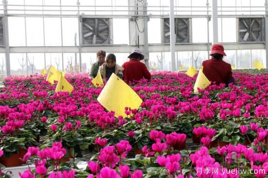 揚州高郵：每天發(fā)貨30萬株，花工廠綻放鄉(xiāng)村振興致富花(圖1)