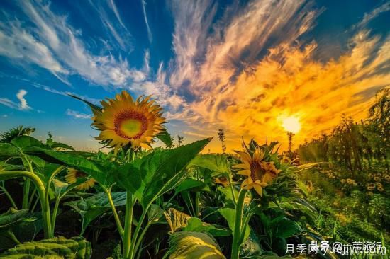 廣州常見花木，花城看花都看什么花(圖13)
