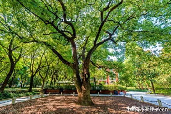 12種常見(jiàn)的行道樹(shù)樹(shù)種，你家鄉(xiāng)的行道樹(shù)是什么(圖3)