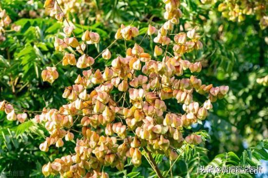 12種常見(jiàn)的行道樹(shù)樹(shù)種，你家鄉(xiāng)的行道樹(shù)是什么(圖4)