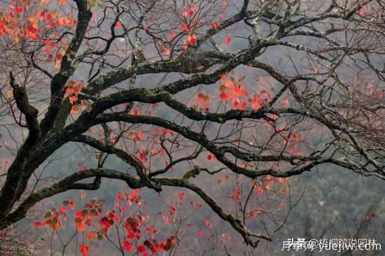 12種常見(jiàn)的行道樹(shù)樹(shù)種，你家鄉(xiāng)的行道樹(shù)是什么(圖5)