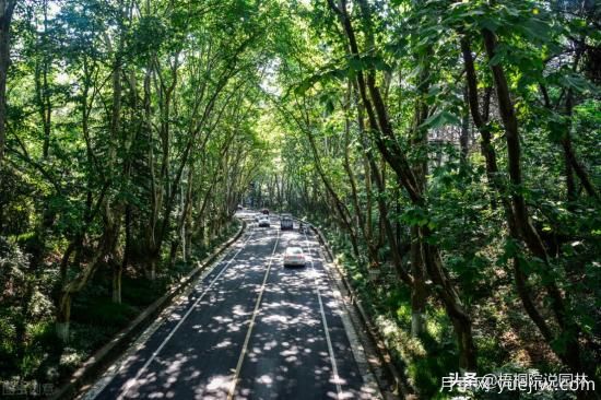12種常見(jiàn)的行道樹(shù)樹(shù)種，你家鄉(xiāng)的行道樹(shù)是什么(圖6)