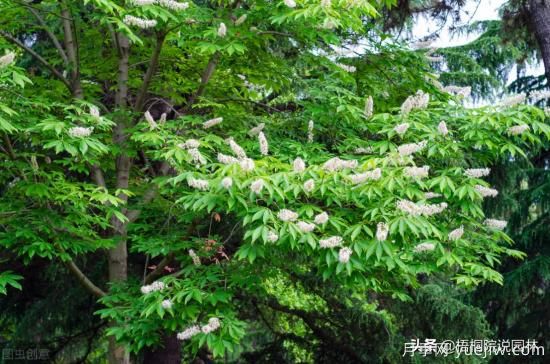 12種常見(jiàn)的行道樹(shù)樹(shù)種，你家鄉(xiāng)的行道樹(shù)是什么(圖9)
