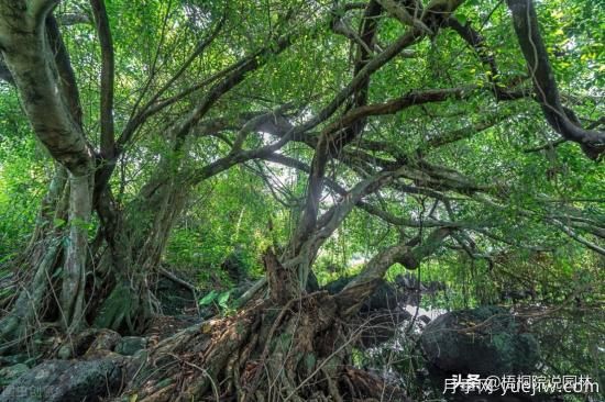 12種常見(jiàn)的行道樹(shù)樹(shù)種，你家鄉(xiāng)的行道樹(shù)是什么(圖11)