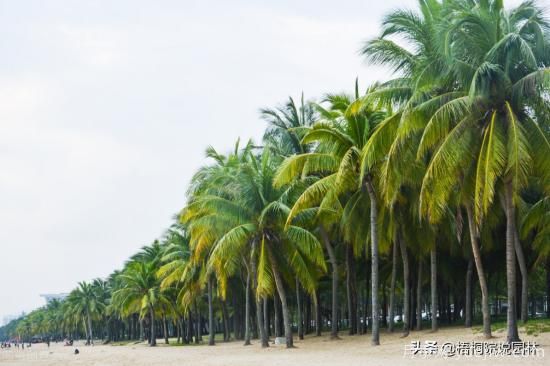 12種常見(jiàn)的行道樹(shù)樹(shù)種，你家鄉(xiāng)的行道樹(shù)是什么(圖12)