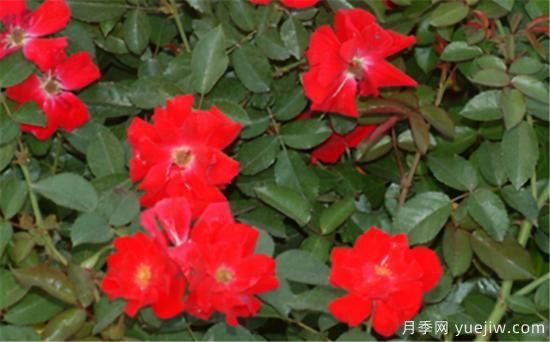 熱門10種月季，開(kāi)成花海開(kāi)成瀑布開(kāi)花不斷(圖10)