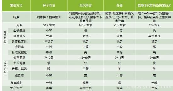 中華紅葉楊，世界唯一的高大喬木彩色速生樹種(圖3)