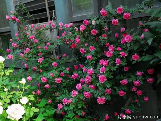 適合庭院的6個(gè)藤本月季，以及移栽時(shí)間和牽引辦法(圖3)