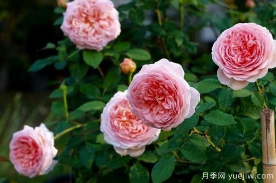 適合庭院的6個(gè)藤本月季，以及移栽時(shí)間和牽引辦法(圖8)