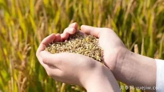 河南糧食倉容量位居全國**！出臺儲備糧管理辦法保障糧食安全(圖1)