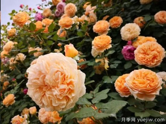 藤本月季12月可以開(kāi)始牽引嗎？不同地區(qū)差異大！(圖1)