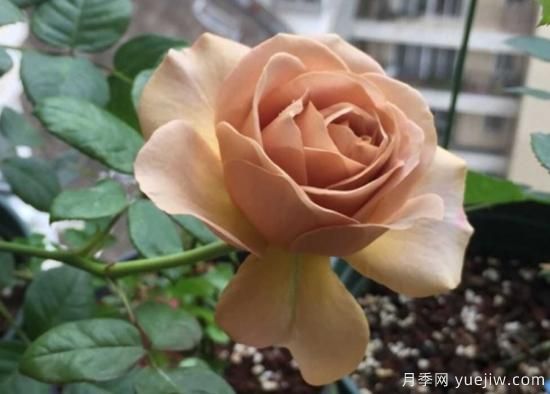 拿鐵咖啡、加百列、糖果雪山、銅管樂隊等月季值得入手嗎？(圖1)
