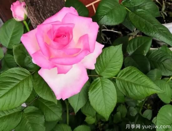拿鐵咖啡、加百列、糖果雪山、銅管樂隊等月季值得入手嗎？(圖3)