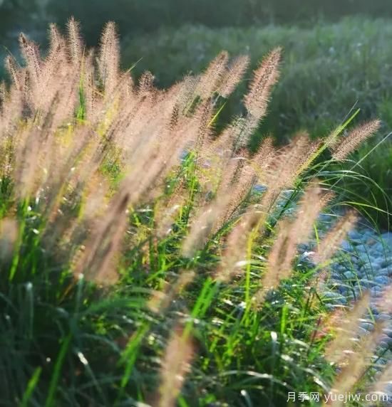 花有花鏡，草有草境！這么美的觀賞草你了解多少(圖19)