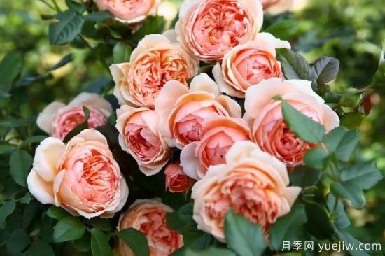 推薦適合陽(yáng)臺(tái)的11種月季，漂亮好養(yǎng)四季開(kāi)花(圖2)