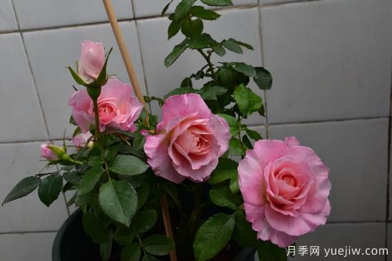 推薦適合陽(yáng)臺(tái)的11種月季，漂亮好養(yǎng)四季開(kāi)花(圖3)