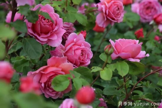 推薦適合陽(yáng)臺(tái)的11種月季，漂亮好養(yǎng)四季開(kāi)花(圖5)