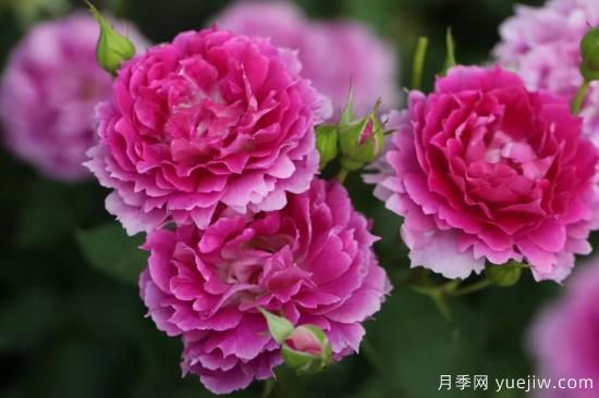 推薦適合陽(yáng)臺(tái)的11種月季，漂亮好養(yǎng)四季開(kāi)花(圖6)