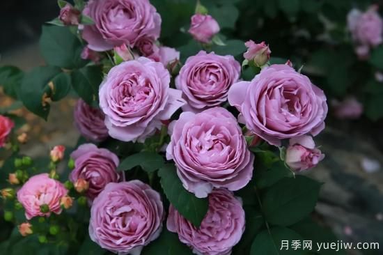 推薦適合陽(yáng)臺(tái)的11種月季，漂亮好養(yǎng)四季開(kāi)花(圖7)