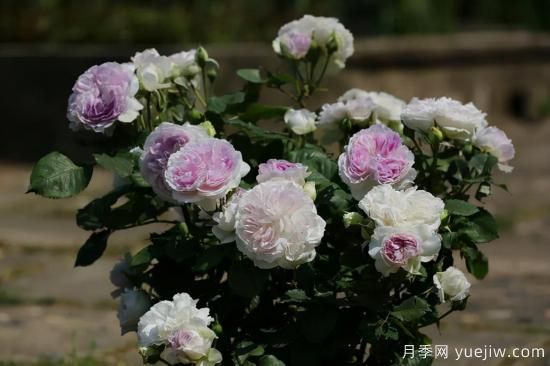 推薦適合陽(yáng)臺(tái)的11種月季，漂亮好養(yǎng)四季開(kāi)花(圖8)