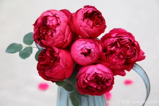 推薦適合陽(yáng)臺(tái)的11種月季，漂亮好養(yǎng)四季開(kāi)花(圖10)