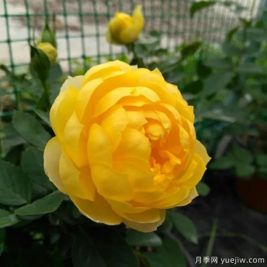 金絲雀，黃花月季中的王中王，美麗漂亮常年開花不停歇(圖3)