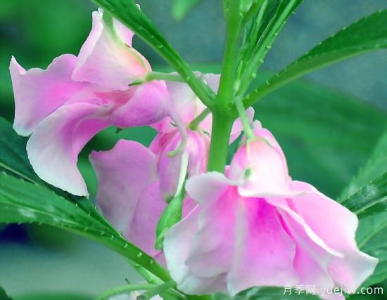 100種常見花卉的栽培大全，送給愛養(yǎng)花的你(圖12)